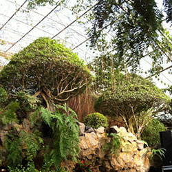 Coral Tree Garden