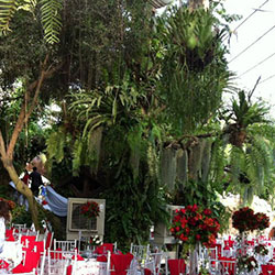 Coral Tree Garden