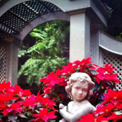 Courtyard Garden